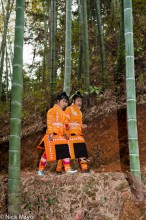 Through The Bamboo To The Wedding