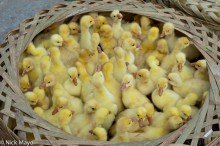 Basket Of Ducklings