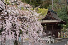 Sakura & Shrine At Kiyomizu-dera