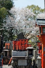 Miniature Torii & Sakura On Inari-sa