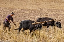 Ploughing With Bullocks In Nujiang