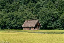 Thatched Hut At Edge Of Rice Field