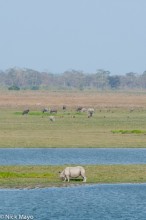 Rhinos & Buffalo Feeding