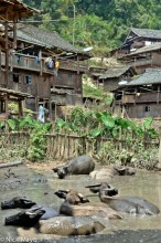 Buffalo In The Village Wallow