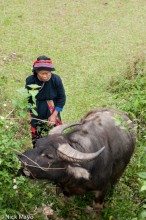 Water Buffalo Grazing