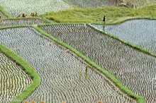 Harvested Fields