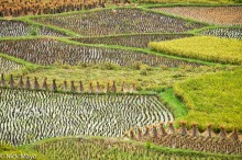 Freshly Cut Paddy Fields