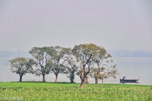 Trees & A Boat