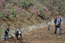 Ploughing The Hillside Field