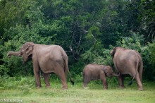 Elephant Family