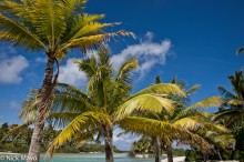 Coconut Palms In Brilliant Light