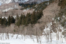 Kiyotsu Valley In Winter