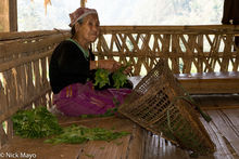 Sorting The Wild Vegetables