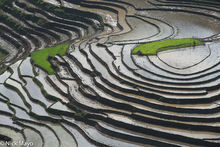 Rice Terraces In Planting Season