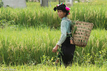 Thai Woman In A Rice Field