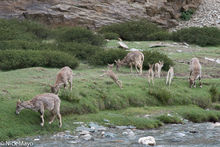 Deer In Changtang Valley