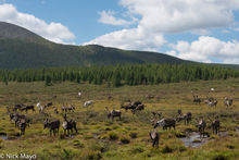 Reindeer Herd On The Taiga