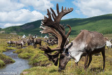 Antlers