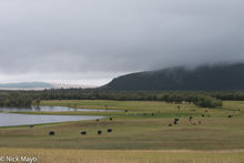 Grazing By The Lake