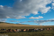 Steppe Horse Herd Galloping