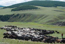 Herding On The Steppe