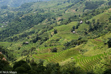 Magnificent Rice Terraces