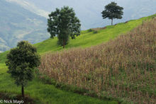 Three Trees & A Cornfield