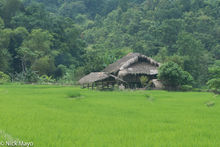Thatched House Behind The Rice Field