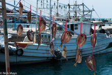 Fish Hung To Dry