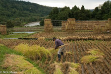 Hand Cutting The Rice Crop