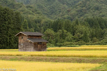 Hut In The Ripe Rice