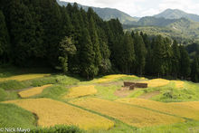 Hazegake On The Terraced Fields