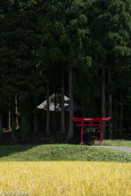 Torii Gate & Cedars