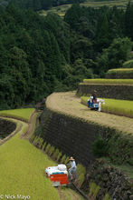 Rice Harvesters On The Terraces