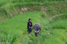 Woman With Water Buffalo