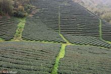 Tea Plantation