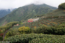 Tea Factory In Yunlin County
