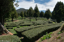 Tea Plantation Among Fir Trees