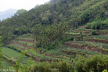 Terraces Of Tea & Betel
