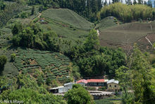 Courtyard Farmhouse & Tea Fields