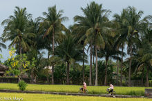 Bicycling Home