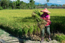 Harvesting The Rice Field Corner