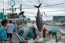 Large Yellow Fin Tuna Being Unloaded