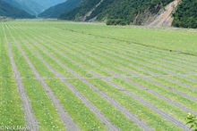 Fields Of Water Melons