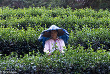 Tea Picker In The Beishi River Valley