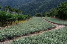 Pineapple Plantation