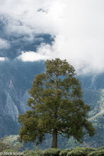 Tree In The High Mountains