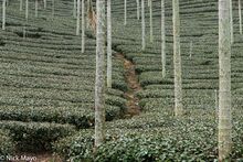 Path Through The Tea Plantation