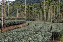 Tea Plantation & Betel Trees