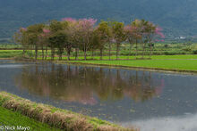 Flooded Field & Cherry Trees